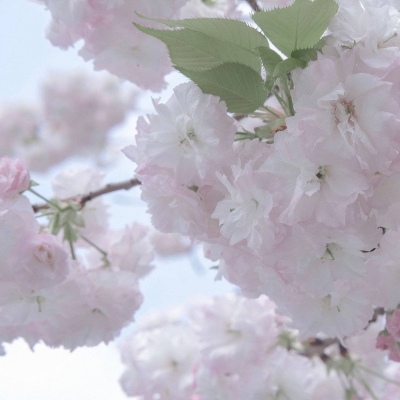 兽设配色搭配思路福瑞群